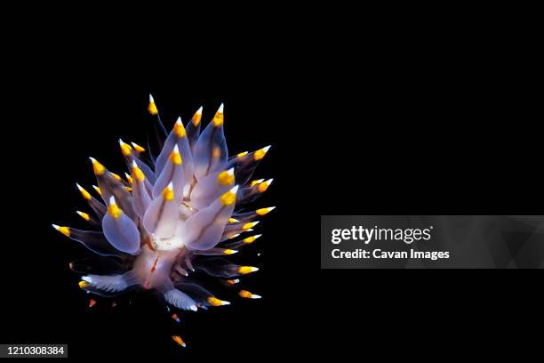 a santa barbara janolus (janolus barbarensis) nudibranch. - nudibranch stock pictures, royalty-free photos & images