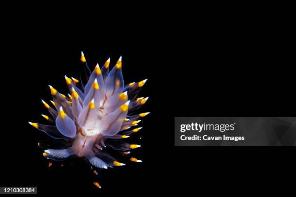 a santa barbara janolus (janolus barbarensis) nudibranch. - nakensnäcka bildbanksfoton och bilder