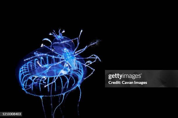 a juvinile lobsetr rides a jelly at night, east coast of madagascar - bioluminescência imagens e fotografias de stock