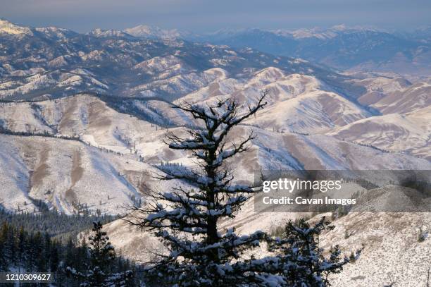 dark silhouetted tree with snow covered mountains in the distance - balsam fir stock pictures, royalty-free photos & images