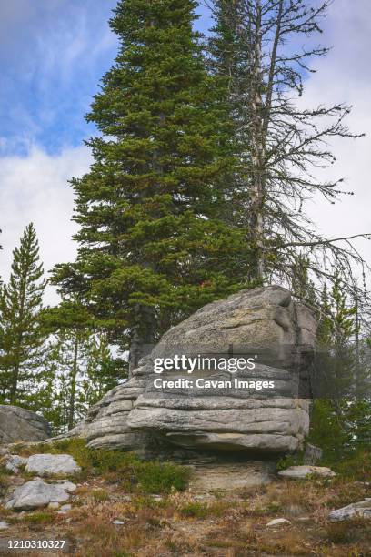 trees growing out of granite rocks - balsam fir stock pictures, royalty-free photos & images