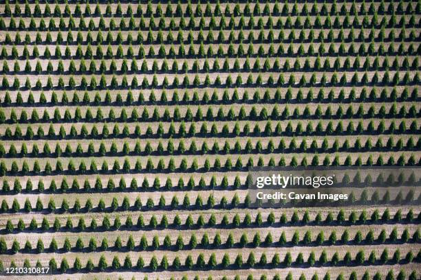 aerial view of planted rows of evergreen trees. - tree farm stock pictures, royalty-free photos & images