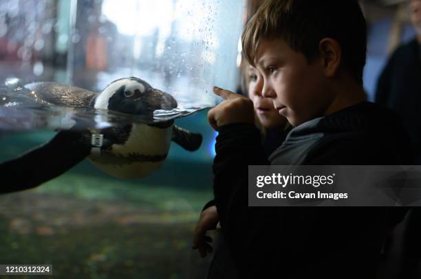 boy pointing at penguin swimming in aquarium exhibit - how children see the world exhibit stock pictures, royalty-free photos & images