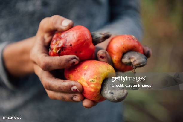 a woman shows off a fresh cashew harvest - cashews stock pictures, royalty-free photos & images