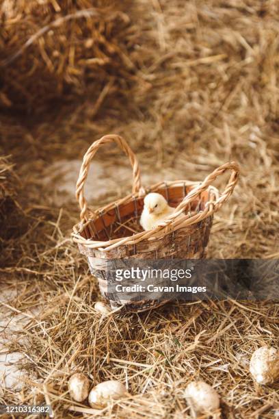 easter kids playing with rabbits and ducks - chick egg stock-fotos und bilder
