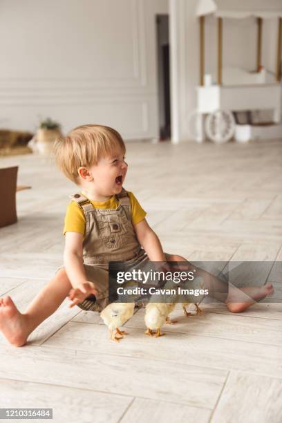 boy playing with ducks for easter - baby bunny stock pictures, royalty-free photos & images