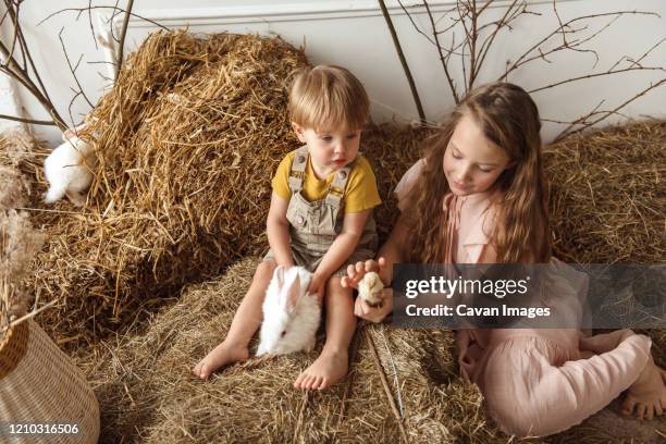 children at easter with rabbits and ducks - chicken decoration stock-fotos und bilder