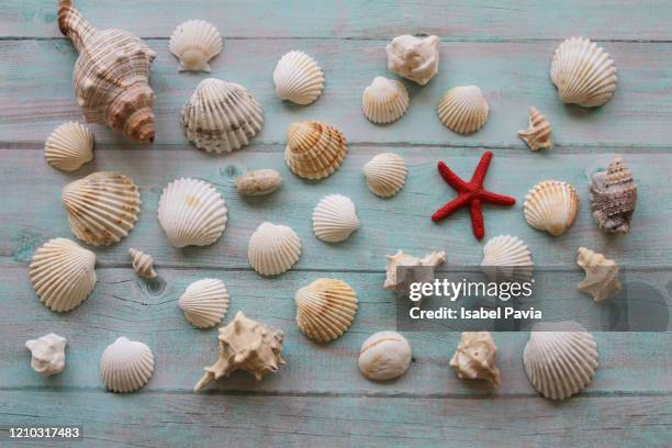 seashells and starfish over rustic background. flat lay. - beach shells fotografías e imágenes de stock