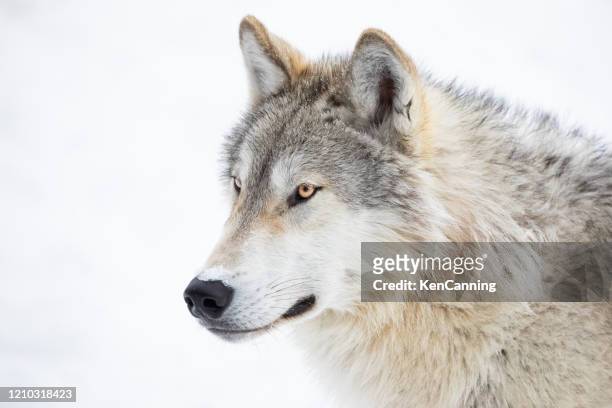 primo piano lupo grigio nella neve invernale - fauna selvatica foto e immagini stock