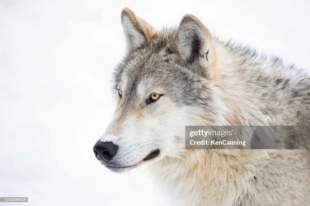 Gray Wolf Close-Up in Winter Snow