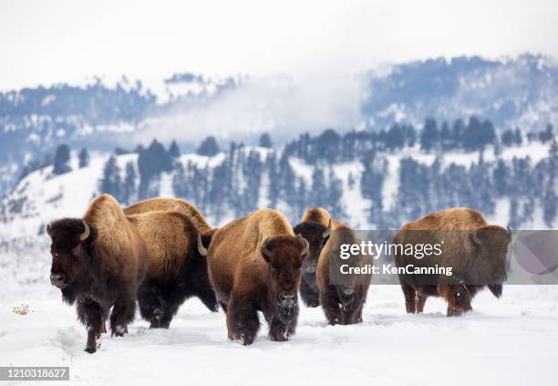 yellowstone bruisers - yellowstone national park stock pictures, royalty-free photos & images