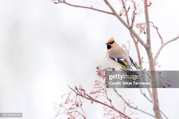 the bohemian waxwing (bombycilla garrulus) is a starling-sized passerine bird that breeds in the northern forests of eurasia and north america. it has mainly buff-grey plumage, black face markings and a pointed crest. found in sapporo town, hokkaido, japa - seidenschwanz vogelart stock-fotos und bilder