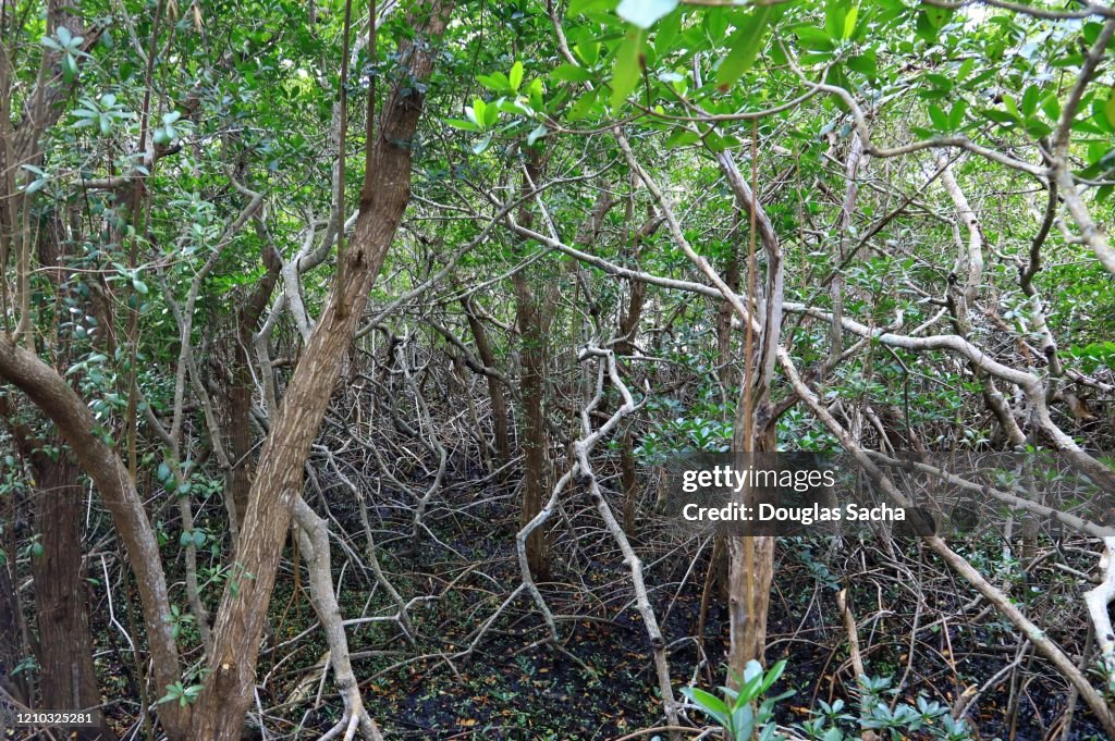 Mangrove Trees, full frame