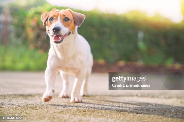 glücklicher hund entspannen zu fuß im garten - jack russell terrier stock-fotos und bilder