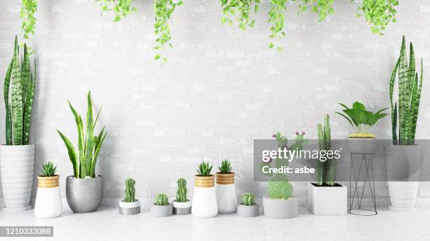 empty wall with green plants and cactuses - man made structure stock pictures, royalty-free photos & images