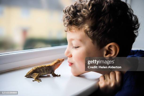 child and his pet gecko - lizard stock pictures, royalty-free photos & images