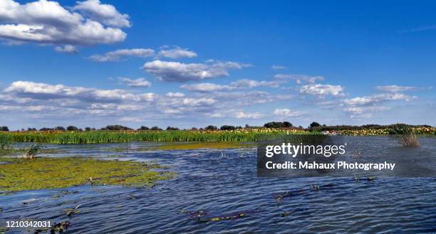 view over the amazing natural landscape in the delta of the volga. - volga stockfoto's en -beelden