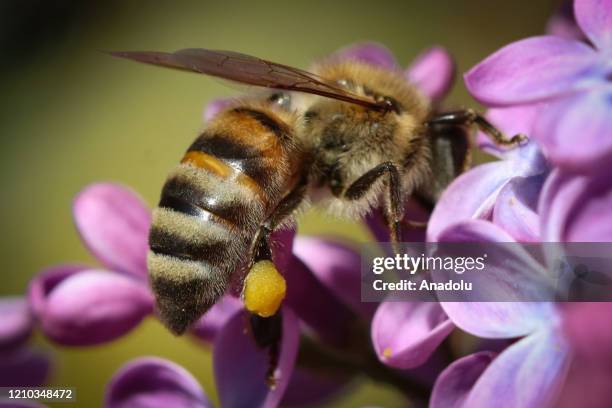 Close-up of a honeybee collecting pollens on a flower in Igdir, Turkey on April 18, 2020.