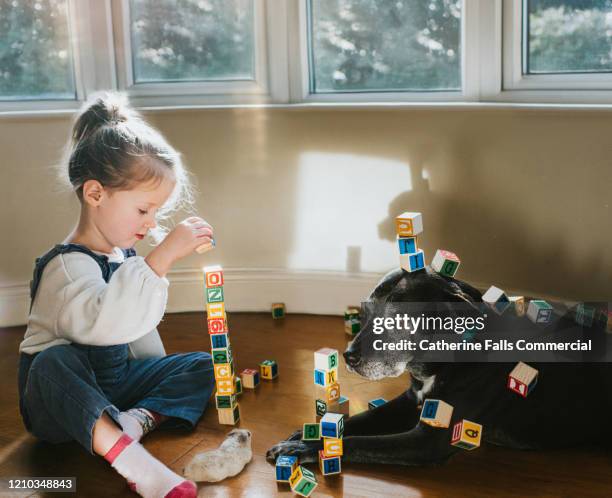 building blocks - funny dogs stock pictures, royalty-free photos & images