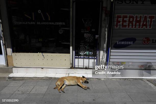 Dog sleeps in an empty street in Kadikoy after the restrictions reimposed at midnight in 31 provinces for two days as part of measures to stem the...