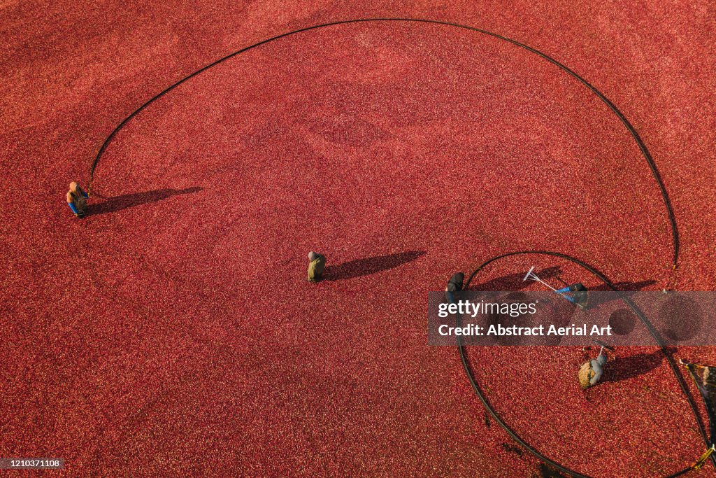 Cranberry bog workers photographed by drone, Massachusetts, United States of America