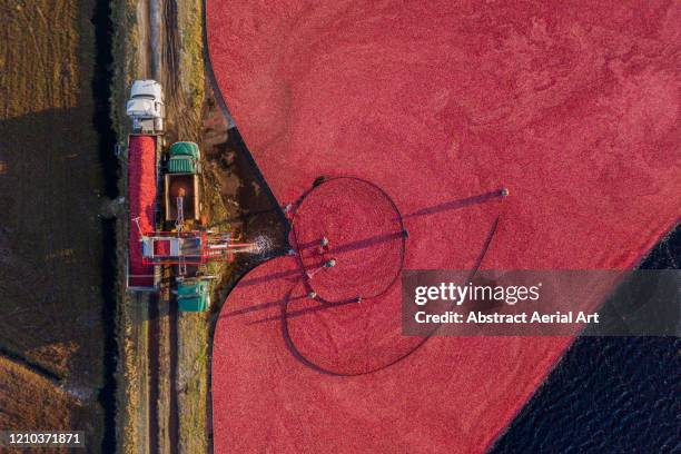 looking down on cranberries being loaded into a truck, massachusetts, united states of america - farm truck stock pictures, royalty-free photos & images