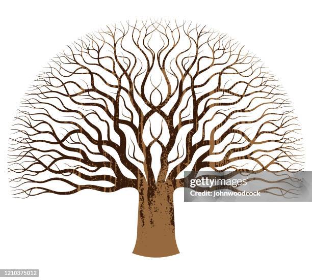 oak tree with wood texture - large tree stock illustrations