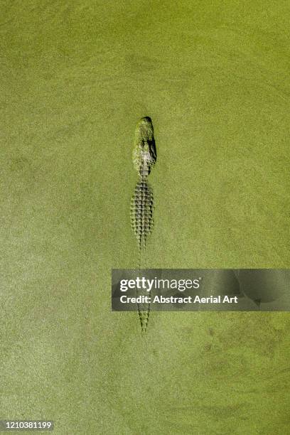 american alligator as seen from above, united states of america - animal powered vehicle photos et images de collection