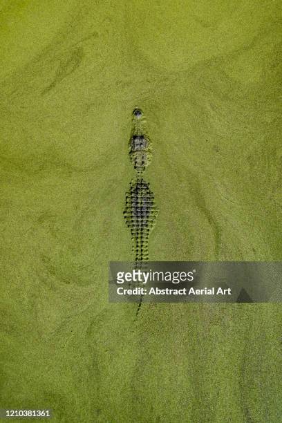 aerial image of an alligator lurking in a swamp, united states of america - pântano imagens e fotografias de stock