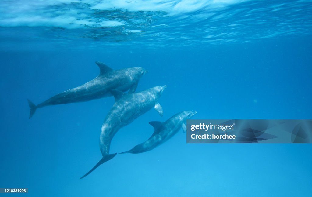 Dolphins In The Ocean