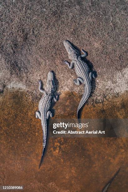 two alligators photographed from above, florida, united states of america - animal powered vehicle photos et images de collection
