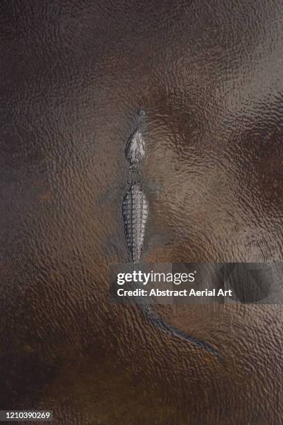 american alligator lurking in a swamp as seen from an aerial view, florida, united states of america - animal powered vehicle photos et images de collection