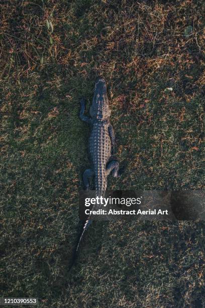 close up aerial shot showing an alligator bathing in the grasslands, florida, united states of america - extreme close up stock-fotos und bilder