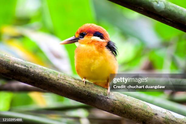 bird, beautiful bird, black backed kingfisher (oriental dwarf kingfisher) - black bird with orange beak stock pictures, royalty-free photos & images