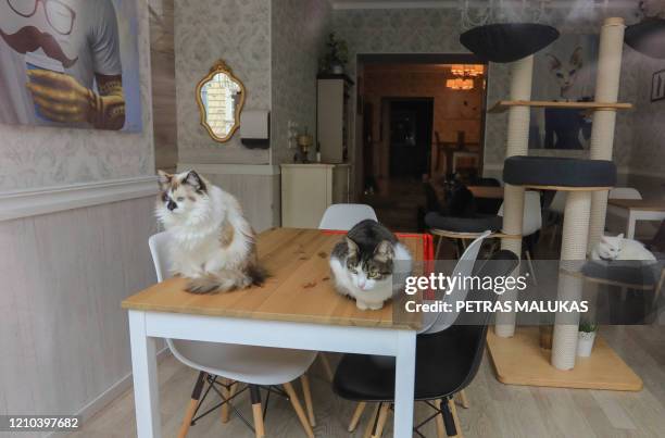 Cats sit on a table of the "Cat Cafe" which remains closed in Vilnius, Lithuania on April 19 amid the new coronavirus COVID-19 pandemic. - In...