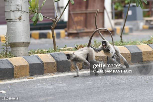 Grey langurs run along a deserted road during a government-imposed nationwide lockdown as a preventive measure against the COVID-19 coronavirus, in...