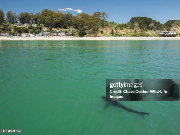 great white sharks - santa cruz california beach stock pictures, royalty-free photos & images