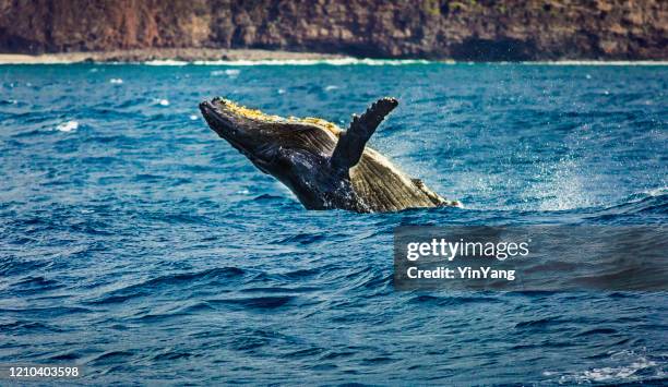 humpback whale breaching in na pali coast of kauai, hawaii - kauai stock pictures, royalty-free photos & images