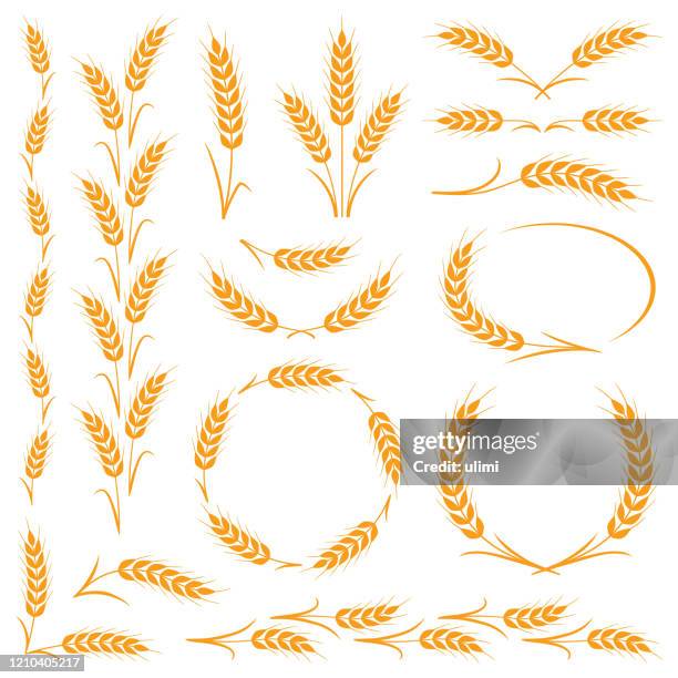 ilustraciones, imágenes clip art, dibujos animados e iconos de stock de orejas de trigo - wheat