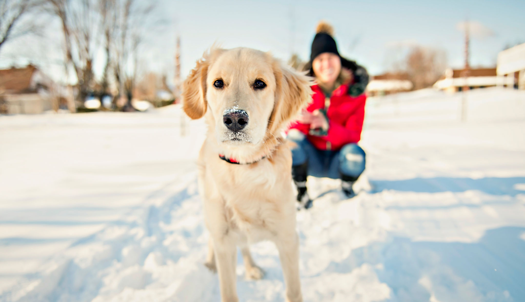 dog winter