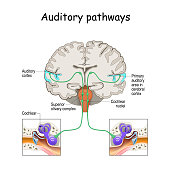 auditory pathways from cochlea in ear to cortex in brain