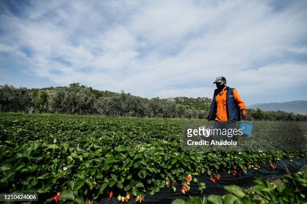 Man carries buckets filled with strawberries in Menemen district of Turkey's Izmir on April 20, 2020 as strawberry production continues under the...