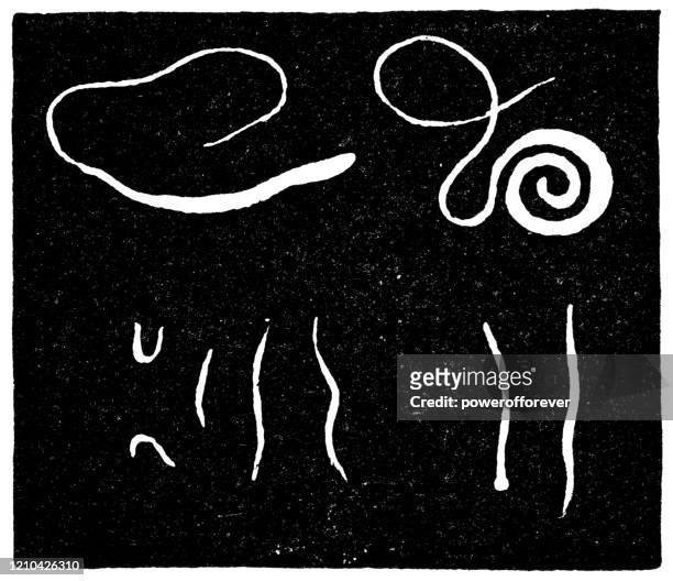 various types of intestinal parasites - 19th century - taenia saginata stock illustrations