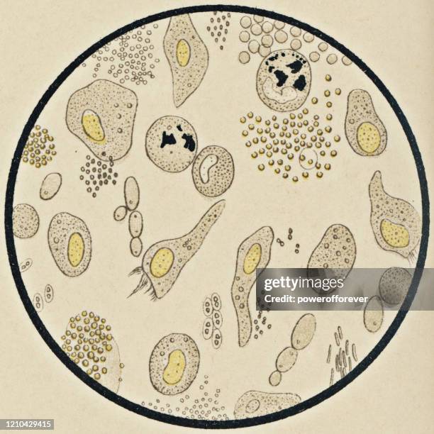 microscopic view of mucus from the nasal mucosa - 19th century - mucous membrane stock illustrations