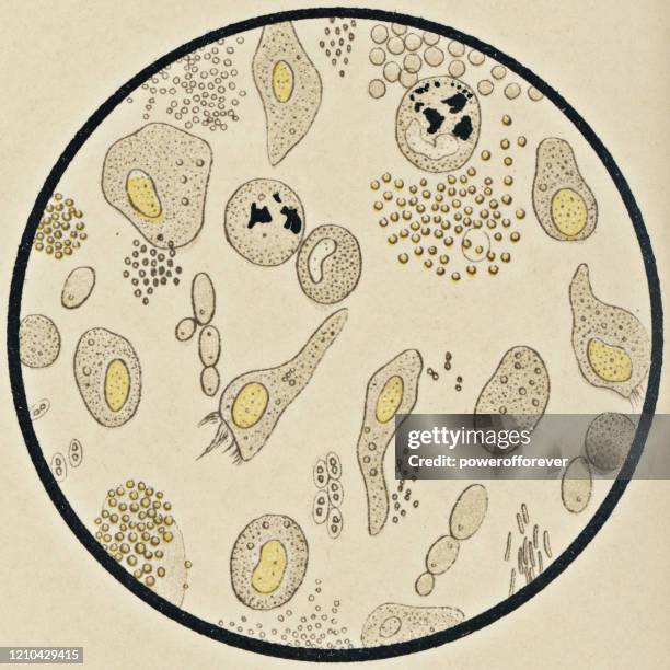 microscopic view of mucus from the nasal mucosa - 19th century - mucus stock illustrations