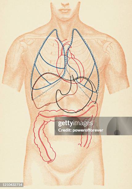 stockillustraties, clipart, cartoons en iconen met medische illustratie van menselijk torso met overzichten van interne organen, voormening - 19de eeuw - diafragma