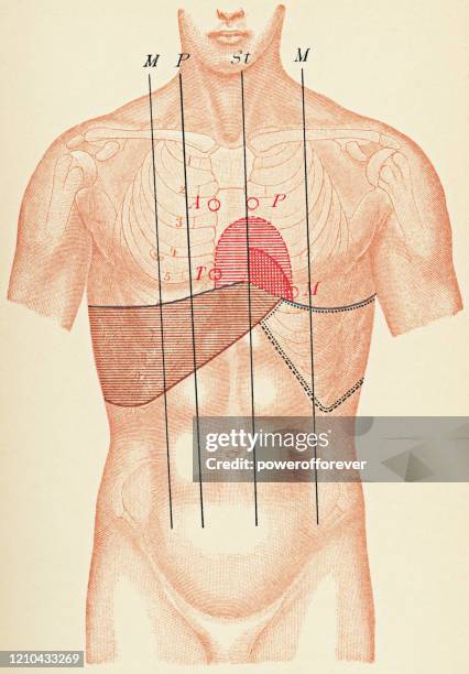 medical illustration of human torso with anatomical lines, also stethoscope and percussion points, front view - 19th century - digestive system model stock illustrations