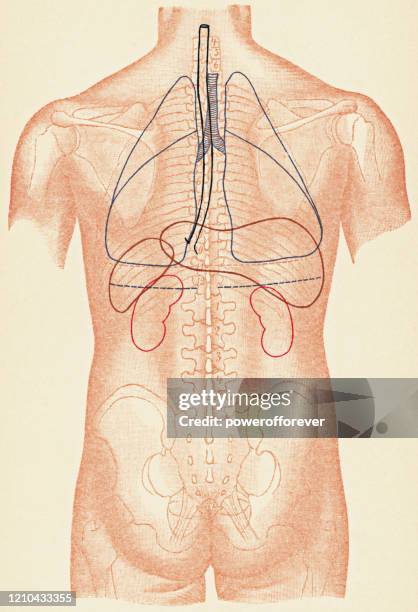 medical illustration of human torso with outlines of internal organs, rear view - 19th century - medical diagram stock illustrations