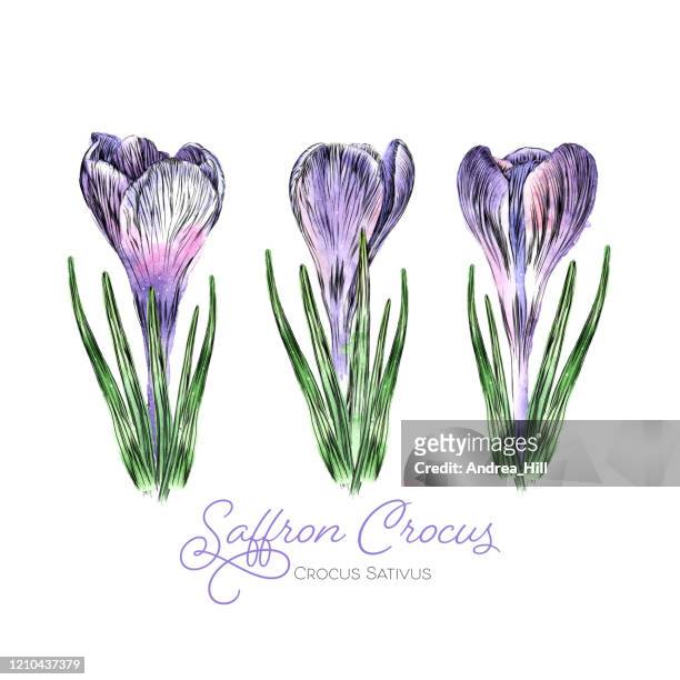 spring border of crocus flowers watercolor and ink vector illustration - crocus stock illustrations