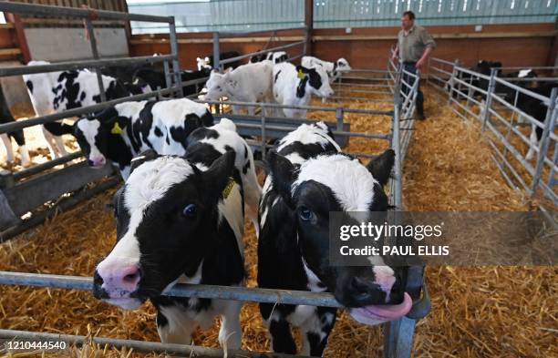 Dairy farmer David Witter checks on his herd of 370 Friesian Holstein cows before preparing them for milking at Carters Green Farm in Weston, near...